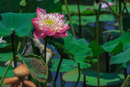 出水芙蓉是指什么意思｜多元解答解释落实