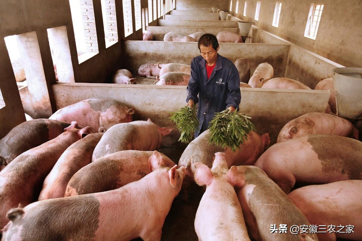 今日生羊价格最新行情-羊价动态：今日生羊市场行情速递